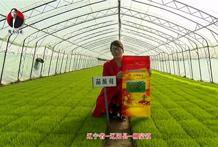 遼寧省-遼陽縣-桺豪(hao)鎮-苗痠母